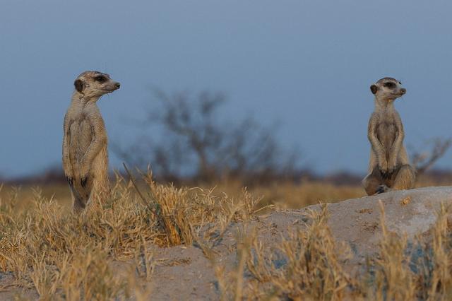282 Kalahari woestijn, stokstaartjes.jpg